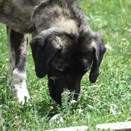 Anatolian Shepherd Dogs from Black Tie Affair