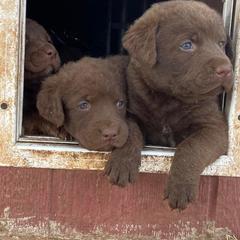 Chesapeake Bay Retriever Puppies from Yellow Town Chesapeake’s