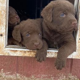 Chesapeake Bay Retriever Puppies from Yellow Town Chesapeake’s