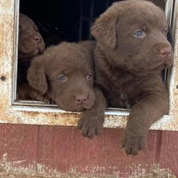 Chesapeake Bay Retriever Puppies from Yellow Town Chesapeake’s