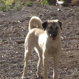 Kangal puppies from VSH Kangal Dogs & Central Asian Shepards/Alabai