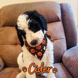 Cider - Black and white male Bernedoodle puppy in Julian, Pennsylvania from Happy Valley Doodles