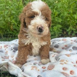 Rusty - Red male Bernedoodle puppy in Temecula, California from Country Hills Doodles