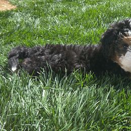Bernedoodle Puppies from Blue Ridge Bernedoodles