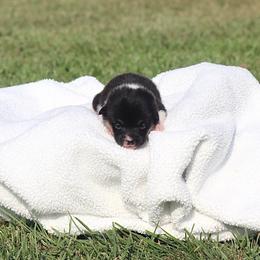 Boy 3 Tan - Black and tan male Pembroke Welsh Corgi puppy in Ville Platte, Louisiana from Flat town corgis