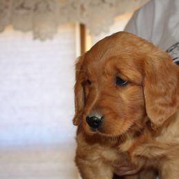 Boy 1 - Golden Retriever puppy from High Plains Goldens