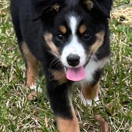 Australian Shepherds from Edwards Australian Shepherd