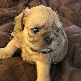 Brussels Griffon puppies from Club 4 Griffons
