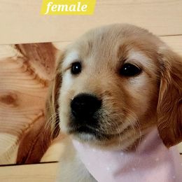 Golden Retriever Puppies from Country Girl Golden Retrievers