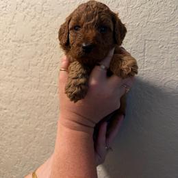 Girl 1 - Red  female Poodle puppy in Southwest Ranches, Florida from Herringbone ‘s Poodles