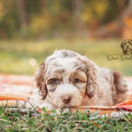 Aussiedoodle Puppies from Dani's Dandy Doodles