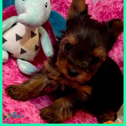 Jemma Mint Collar - Black and gold female Yorkshire Terrier puppy in Pleasant View, Tennessee from Vino’s Pawfect Yorkies
