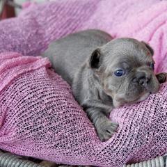 French Bulldog Puppies from GBPGENETICS