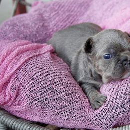 French Bulldog Puppies from GBPGENETICS