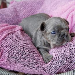 French Bulldog Puppies from GBPGENETICS
