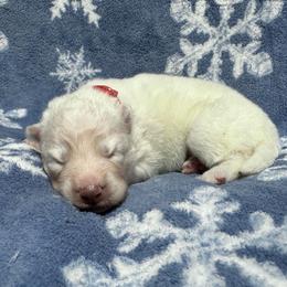 AKC Birch - White male Siberian Husky puppy in Centreville, Maryland from Huskies By the Bay