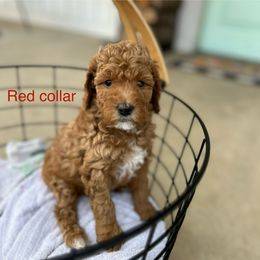 Poodle Puppies from Mitten Parti Poodles
