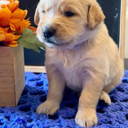 Oakley - Golden male Golden Retriever puppy in Doniphan, Missouri from Stockford’s Golden Retrievers