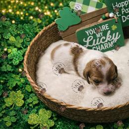 AKC boy 2 - Piebald male Dachshund puppy in Denham Springs, Louisiana from Mary's Mini Dachshunds