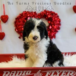 Sheepadoodle Puppies from The Farms Precious Doodles