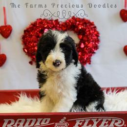 Sheepadoodle Puppies from The Farms Precious Doodles