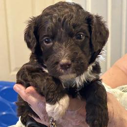 Snicker - Brown and white female Bernedoodle puppy in Westminster, South Carolina from Goldendoodlepuppiessc