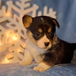 Butterball - Black and tan female American Corgi puppy in Gouverneur, New York from St. Lawrence Corgis