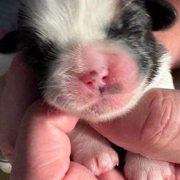 DG2 - Red and white female Shih Tzu puppy in Madras, Oregon from Maridee’s ShihTzu