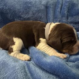 Grey - Tri-Roan male English Springer Spaniel puppy in Williston, Florida from Bizzy Farms English Springer Spaniels