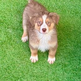 Tri male 2 - Red tri-color male Australian Shepherd puppy in Lemon Cove, California from Magic Ranch Mini Aussies