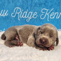 Puppy 2 - Silver gray male Weimaraner puppy in Kentucky from Willow Ridge Kennel