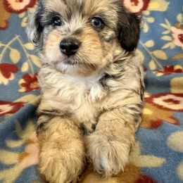 Mack - Blue merle male Aussiedoodle puppy in Howe, Oklahoma from Cuddly Cavapoos