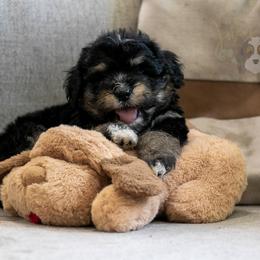 Georgia O'Keefe - Tri-color female Bernedoodle puppy in Eureka, Illinois from Joley Aire Family Dogs