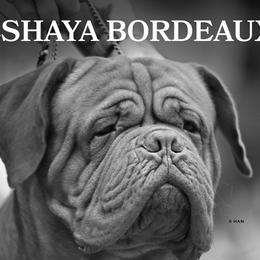 Dogues de Bordeaux from Summit Bordeaux