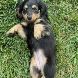 Dachshund Puppies from Decorous Dachshunds