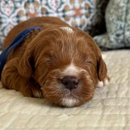 Miramar - Red male Cavapoo puppy in Beckley, West Virginia from By Design Doodles