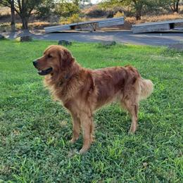 Rocket - Golden Retriever