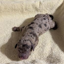 Girl 4 - Chocolate merle female Bernedoodle puppy in Sparta, Missouri from Sis' Doodles & Poodles