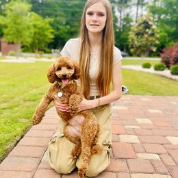 Goldendoodle Puppies from Cotton Country Doodles