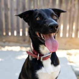 Reverie - Black and white female McNab puppy in California from Iron Oak Stockdogs