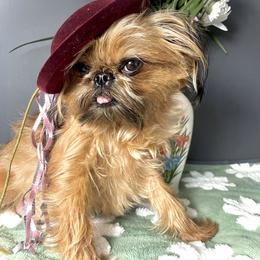 Brussels Griffon All Grown Up from Hautedog brussels Griffons