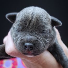 Nutter Butter - Blue male Staffordshire Bull Terrier puppy in Dallas, Texas from Wild Blue Staffords