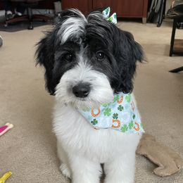Isabella - Goldendoodle