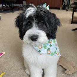 Isabella - Goldendoodle