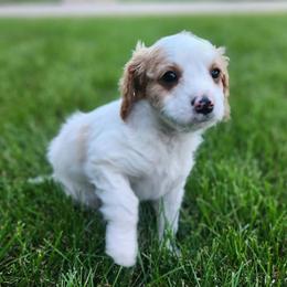 Socrates - Apricot male Cavapoo puppy in Highland, Utah from Angel Pups Deluxe