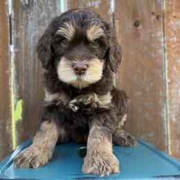 Boy 2 - Phantom male Goldendoodle puppy in Kingwood, Texas from Kingwood Goldendoodles