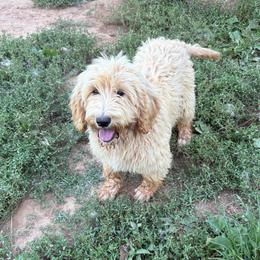 Girl 4 - Apricot female Double Doodle puppy in Jonesborough, Tennessee from Dry Creek Siberians