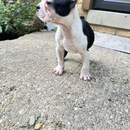 JAKO - Black brindle and white male Boston Terrier puppy in Ellicott City, Maryland from Thee Puppy Lady🐾