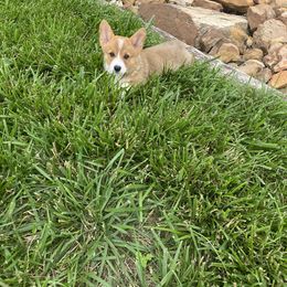 Pembroke Welsh Corgi Puppies from Clearsky Corgis