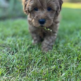 Maltipoo Puppies from Jessica's Maltipoos